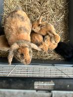 Nederlandse dwerghangoortjes, ndh, Dieren en Toebehoren, Konijnen, Meerdere dieren, Klein, Hangoor, 0 tot 2 jaar