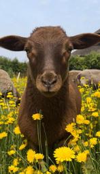 Ramlammeren Ardense Voskop, Dieren en Toebehoren, Schapen, Geiten en Varkens, Mannelijk, Schaap, 0 tot 2 jaar