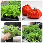 Tomates Cœur de bœuf :🍅 grands  plants à repiquer ⚠️, Hiver