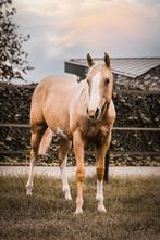 Knappe AQHA/paint palomino merrie (2023), Dieren en Toebehoren, Merrie, Minder dan 160 cm, Gechipt, 0 tot 2 jaar