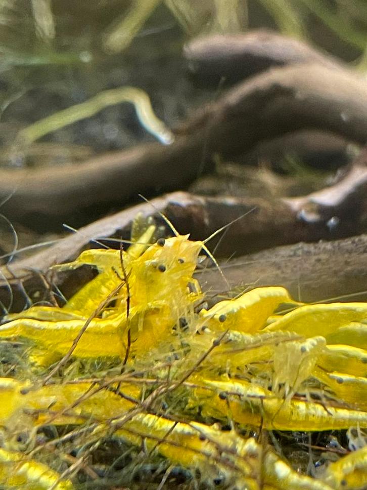 Yellow backline garnalen, Dieren en Toebehoren, Vissen | Aquariumvissen, Zoetwatervis, Kreeft, Krab of Garnaal, Schoolvis