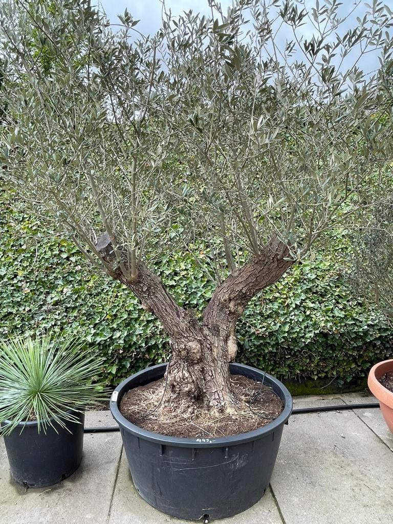 Olivier, En pot, 100 à 250 cm, Plein soleil, Printemps