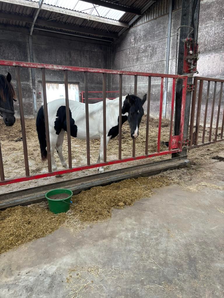 Kwpn x frites à la jument coloré, Animaux & Accessoires, Cheval de dressage, 160 à 165 cm, Non dressé, Avec pedigree