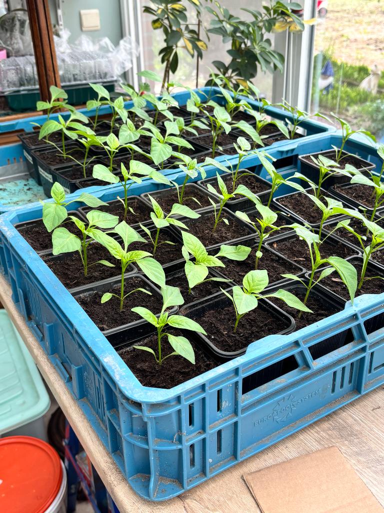 Rode puntpaprika plantjes, Jardin & Terrasse, Produits de culture, Enlèvement, Neuf