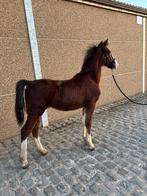 Kwpn poulains, Animaux & Accessoires, M, Cheval d'attelage, 160 à 165 cm, Étalon