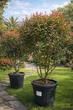 Photinia Fras. Carre Rouge meerstam, Enlèvement, Ombre partielle