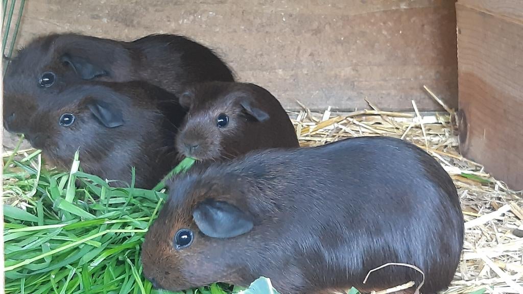 Jonge goudagouti Cavia's, Dieren en Toebehoren, Knaagdieren, Meerdere dieren, Cavia, Februari