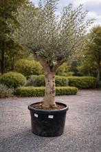 Olijfboom Olea Europaea - op voorraad, Tuin en Terras, Ophalen, Olijfboom