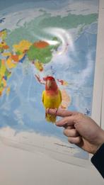 2 dwergpapegaaien 1 tam en 1 mogelijk tam te maken + kooi, Ophalen of Verzenden