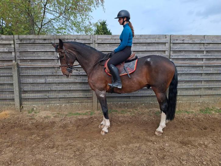 Schoolmeester allround, Dieren en Toebehoren, Paarden, Ruin