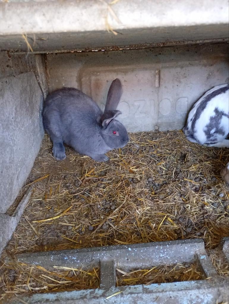 Half volwassen konijnen