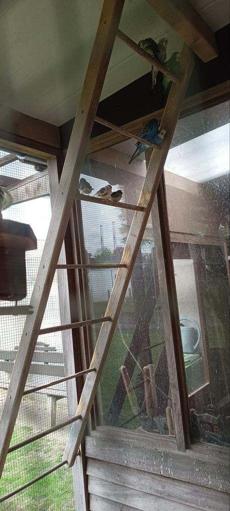 2 koppels zebravinken