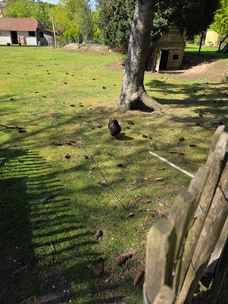 Gratis hanen jong, Dieren en Toebehoren, Pluimvee