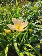 Hemerocallis 6 grote pollen, Tuin en Terras, Planten | Tuinplanten, Vaste plant, Halfschaduw, Zomer, Ophalen