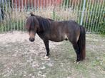 3 prachtige shetlanders, Dieren en Toebehoren, Pony's, Meerdere dieren, Niet van toepassing, A pony (tot 1.17m), Ontwormd