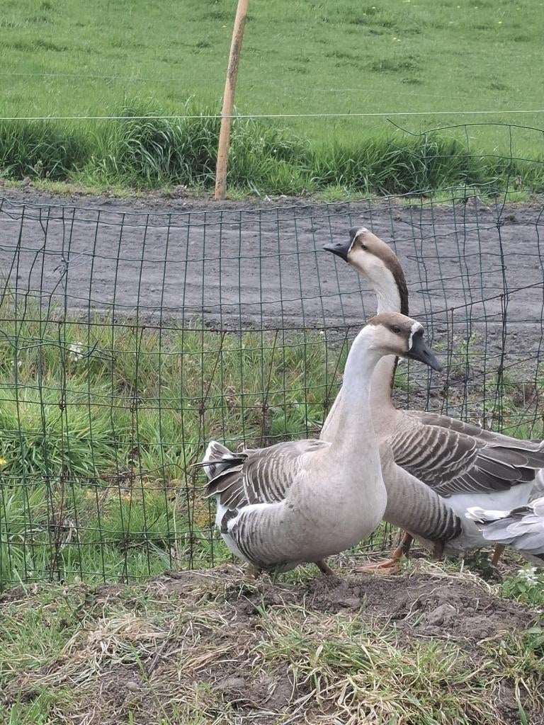 chinese knobbelganzen