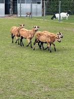 Kameroen schapen, Femelle, Mouton, 0 à 2 ans