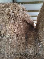 hooi Italiaans raaigras, Enlèvement, Bétail