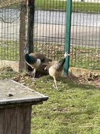 pauw, Plusieurs animaux, Autres espèces