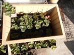 Jonge aardbeiplantjes in potjes., Tuin en Terras, Planten | Tuinplanten, Ophalen