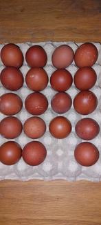 broedeieren marans zwart koper