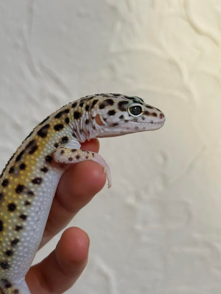 Striped luipaardgekko man, Animaux & Accessoires, Reptiles & Amphibiens, Lézard, Domestique, 0 à 2 ans