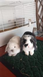 Zijn ingeeind raszuivere Nederlandse hangoortjes minilops, Dieren en Toebehoren