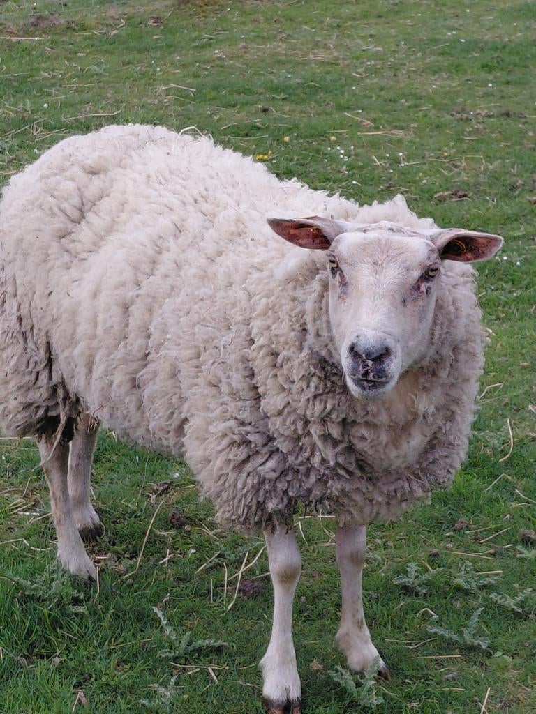 schapen en lammeren te koop, Animaux & Accessoires, Moutons, Chèvres & Cochons, Mouton, Plusieurs animaux