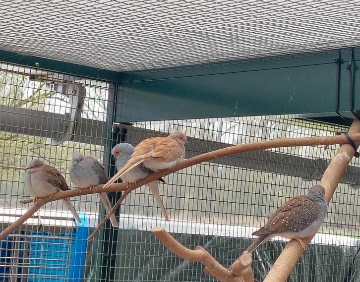 vogels:mozambique,diamant/groenlingduif,rijst,kwartel,zebra., Dieren en Toebehoren, Vogels | Overige Vogels, Meerdere dieren, Geringd