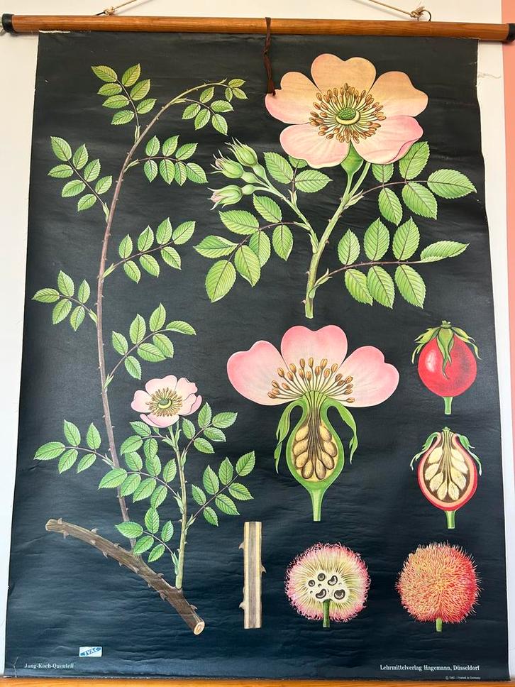 Vintage botanische poster of schoolplaat, Antiek en Kunst, Antiek | Schoolplaten, Natuur en Biologie, Ophalen