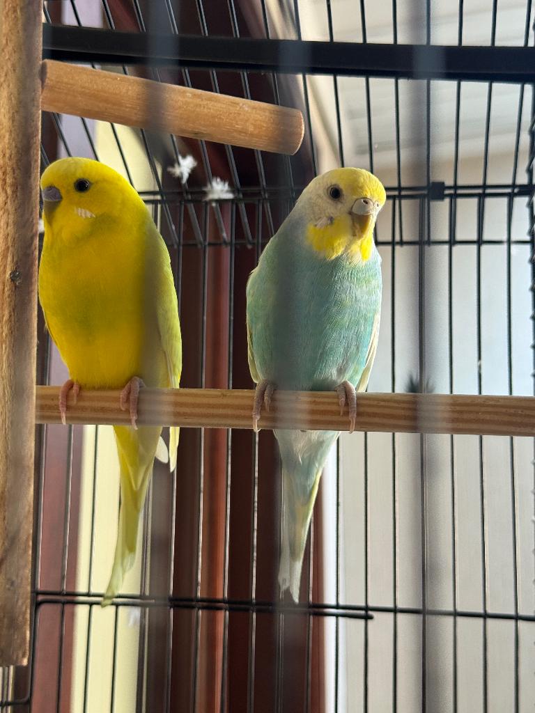 JEUNE COUPLE DE PERRUCHES À VENDRE, Animaux & Accessoires, Oiseaux | Perruches & Perroquets, Plusieurs animaux, Perruche