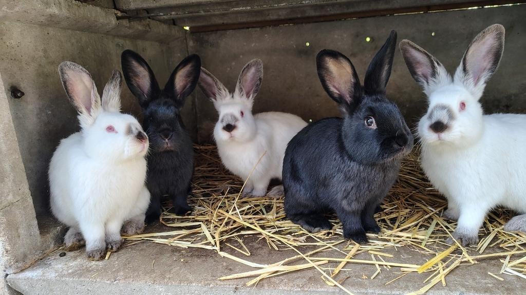 jonge vleeskonijnen, Dieren en Toebehoren