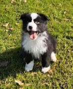 Chiots de berger australien/Chiot aussi/Berger australien, Animaux & Accessoires, Plusieurs, Hépatite contagieuse (maladie de Rubarth)