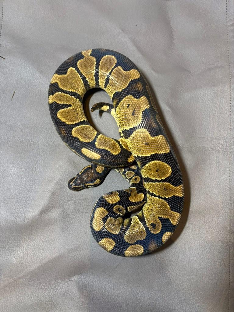 Couple Python réguis Asphalt / Fire / HGW, Animaux & Accessoires, Reptiles & Amphibiens, Serpent, 0 à 2 ans, Domestique