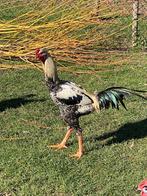 Indio gigante  Beau jeune coq (2025) noir et blanc, Mâle, Poule ou poulet