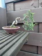 Bonsaï Juniperus Mame - Génevrier Pot signé Tokoname, Lente, Minder dan 100 cm, Volle zon, In pot