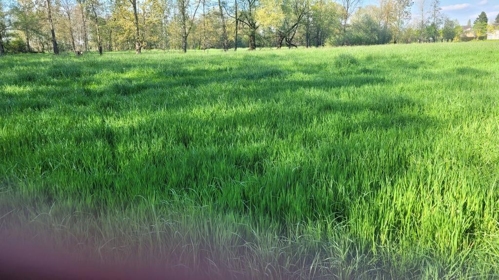 Weide grond te koop regio Buggenhout Puurs Dendermonde, Dieren en Toebehoren, Stalling en Weidegang