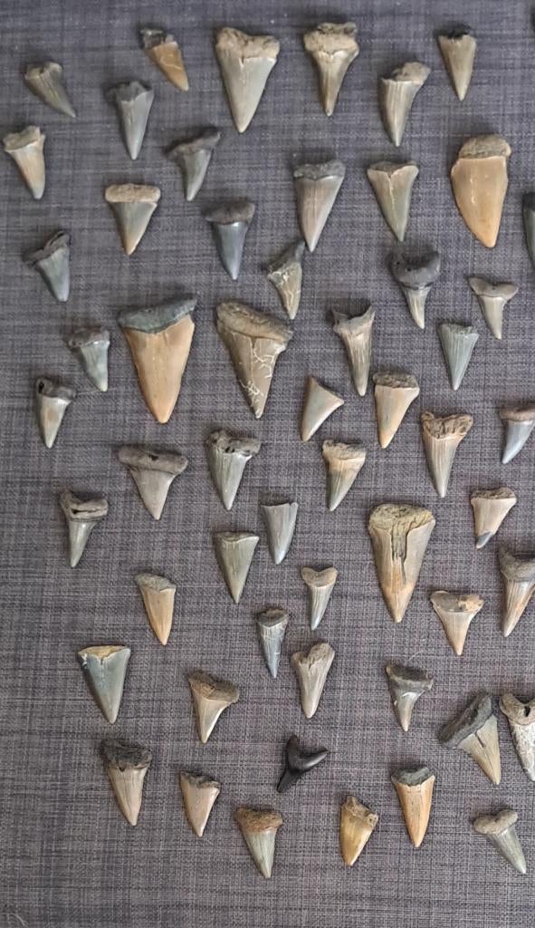 Mooi lot Fossiele haaientanden, Verzenden, Fossiel