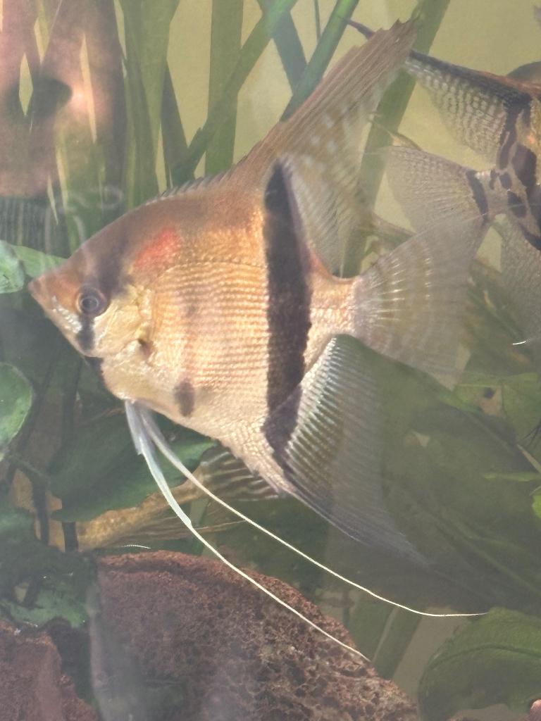 Vissen, Vis, Zoetwatervis, Schoolvis