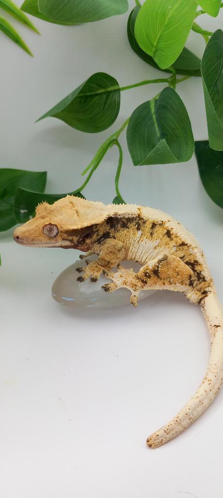 0.1 Bewezen Whitewall Extreme Tricolor wimpergekko vrouw, Dieren en Toebehoren, Reptielen en Amfibieën, Hagedis, 3 tot 6 jaar
