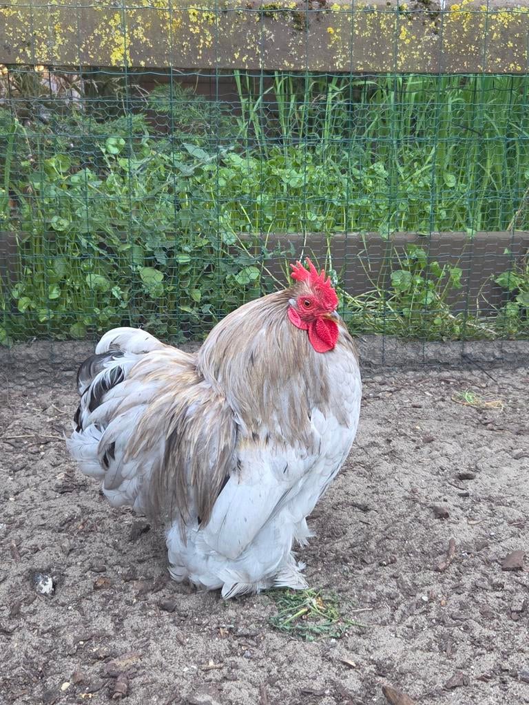 Cochin haan porselein, Dieren en Toebehoren, Pluimvee