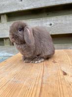 Minilop rammetje, Dieren en Toebehoren, Mannelijk, Dwerg, Hangoor, 0 tot 2 jaar