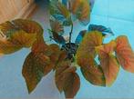 Grote begonia coralina kamerplant, Huis en Inrichting, Kamerplanten, Ophalen