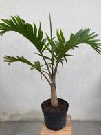 Flessenpalm, Ophalen