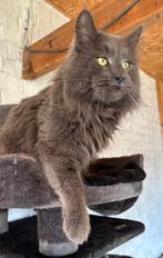 Deckater Maine Coon, Animaux & Accessoires, Chat, Avec pedigree, 3 à 5 ans