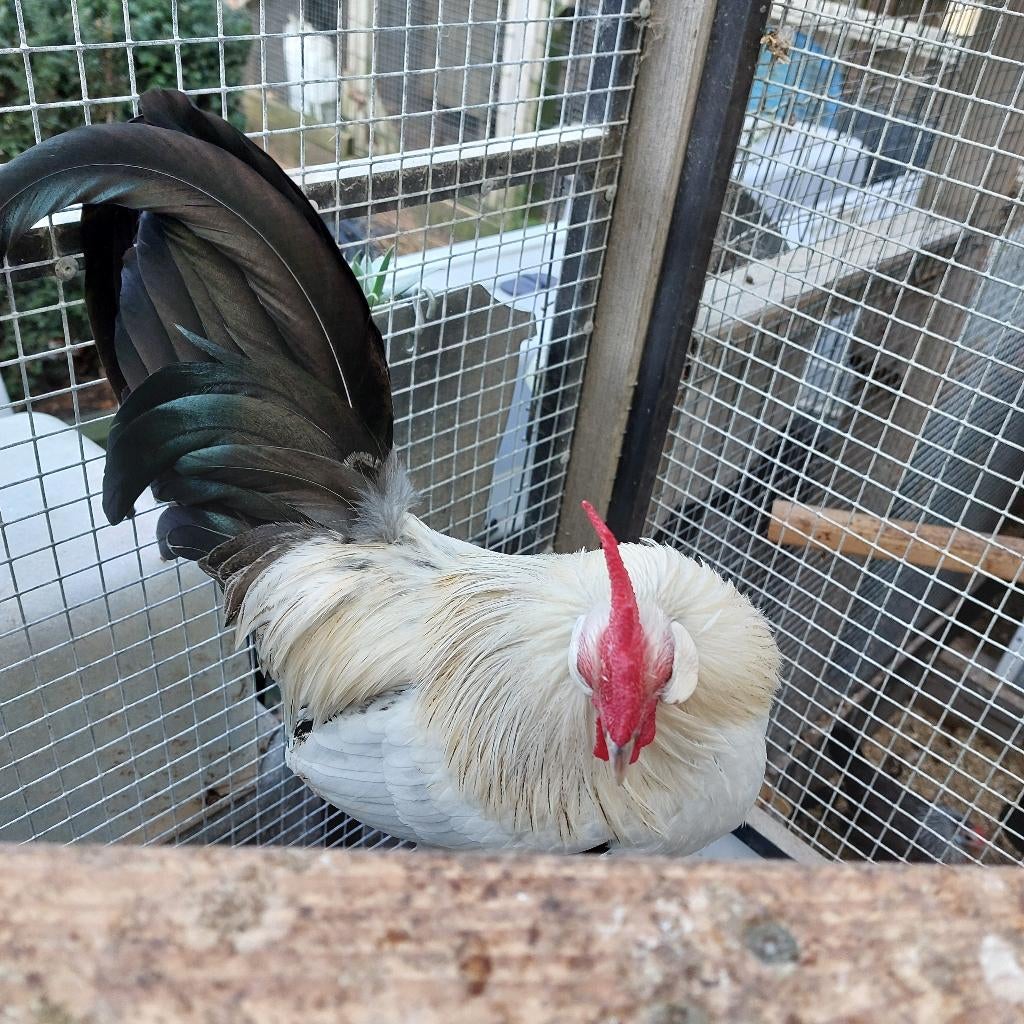 Hollands krieltje, Mannelijk, Kip