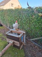 Klein jong haantje, Ophalen