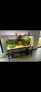 Aquarium 150x50x60, Enlèvement