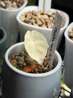 Alocasia maharani Albo variegata, Maison & Meubles, Plantes d'intérieur, Enlèvement ou Envoi