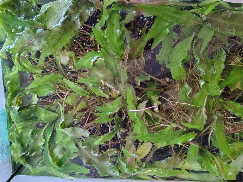 Cryptocoryne aquarium planten, Dieren en Toebehoren, Ophalen